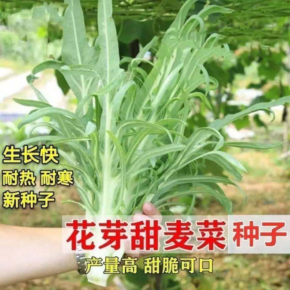 四季花芽甜麦菜种子广东甜麦菜苦麻菜籽青菜春秋季阳台蔬菜种植籽