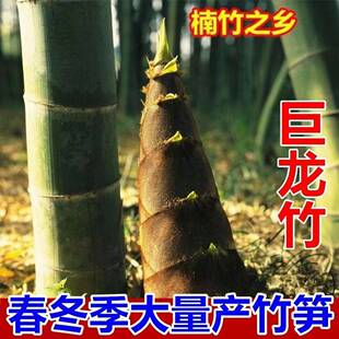大型巨龙竹种子苗楠竹笋苗家庭阳台四季种植蔬菜种子