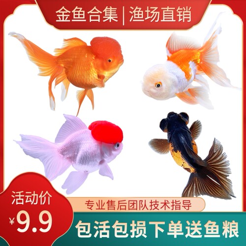 丹頂金魚价格 丹頂金魚图片 星期三
