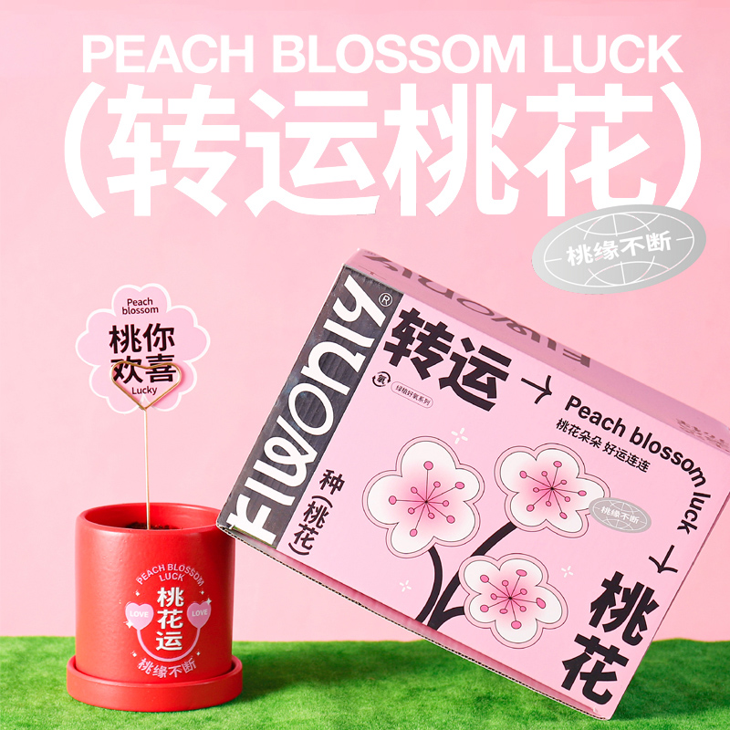 转运桃花创意种植生日礼物送女生