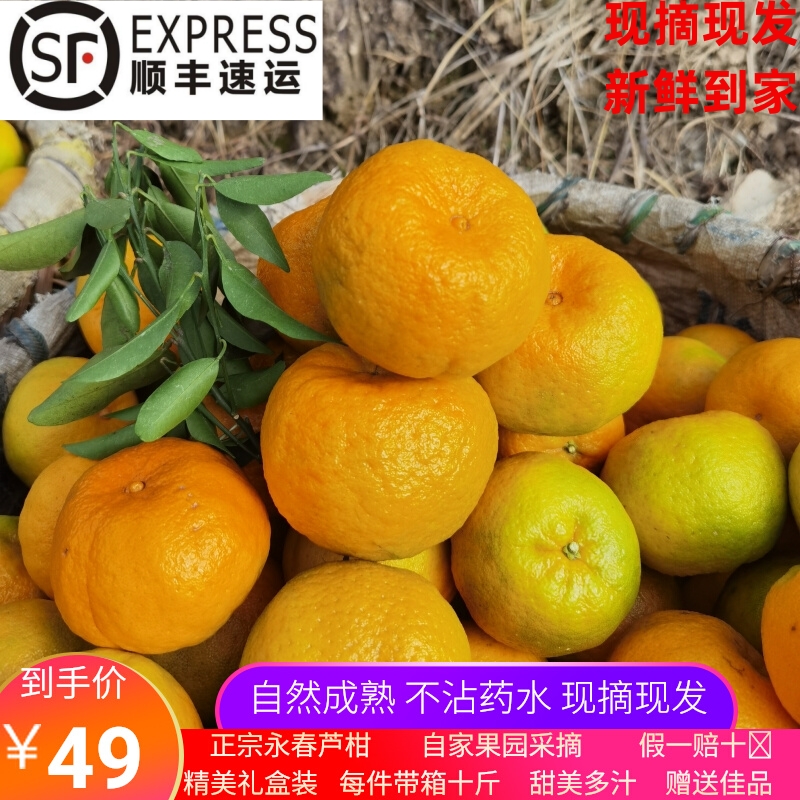 现摘现发自家果园芦柑水果橘子
