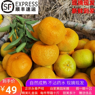 正宗福建永春芦柑顺丰包邮当季水果桔子芦柑椪柑大果新鲜10斤现发