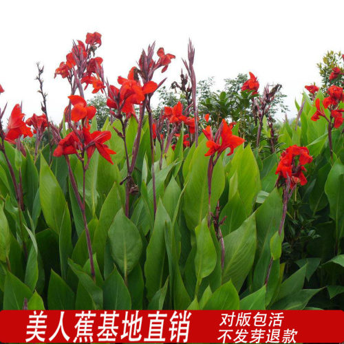 重瓣大花美人蕉种球花苗室内庭院阳台盆栽地栽四季种当年开花植物