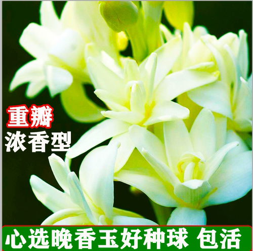 重瓣晚香玉种球夜来香花苗浓香型多年生植物室内外庭院四季易开花