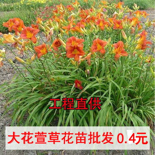 绿化大花萱草忘忧草宿根耐寒金娃娃萱草花苗地被庭院阳台盆栽花卉