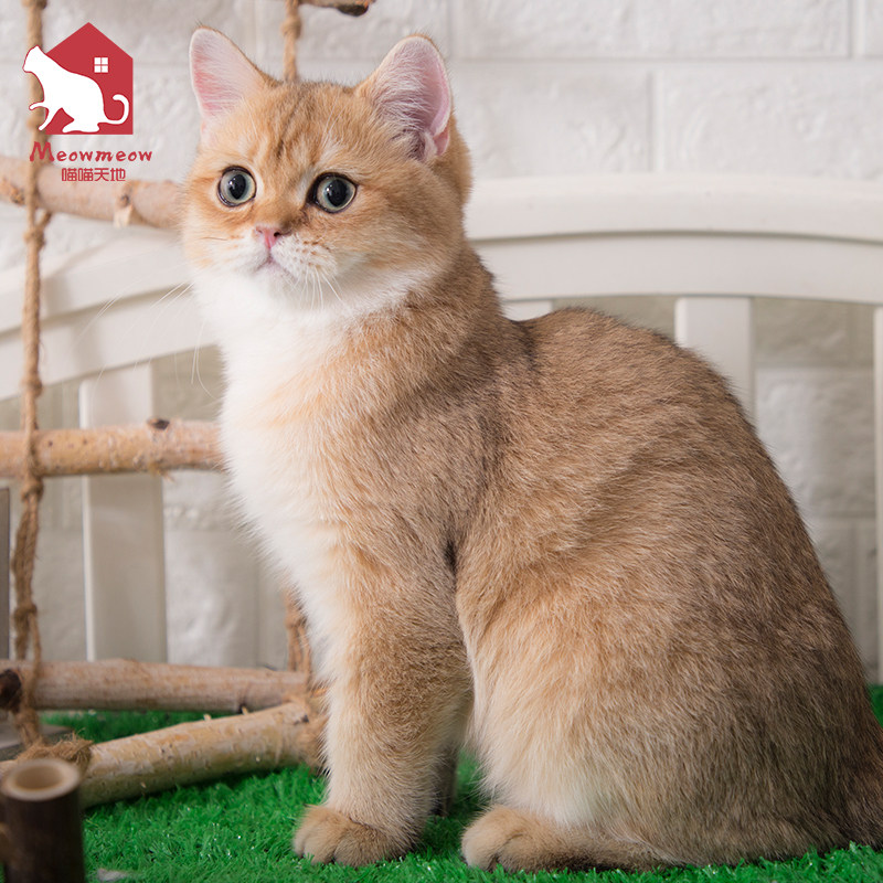 金渐层幼猫纯种英短西伯利亚俄罗斯猫金点猫蓝金渐层猫猫咪活物