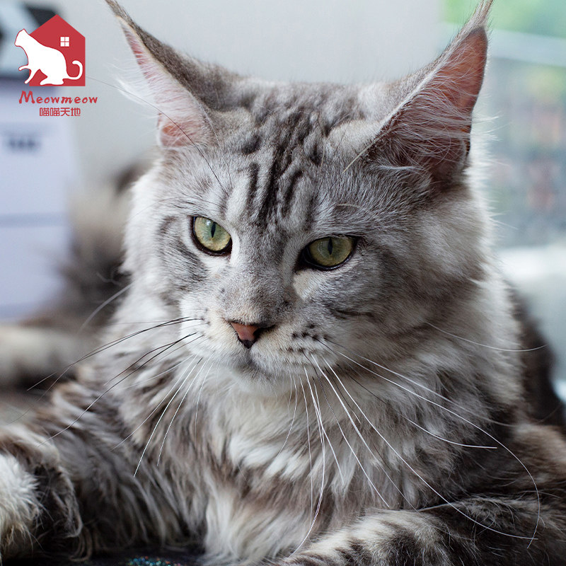 缅因猫纯种幼猫虎斑猫巨型缅因猫银虎斑红虎斑棕虎斑缅因猫宠物猫