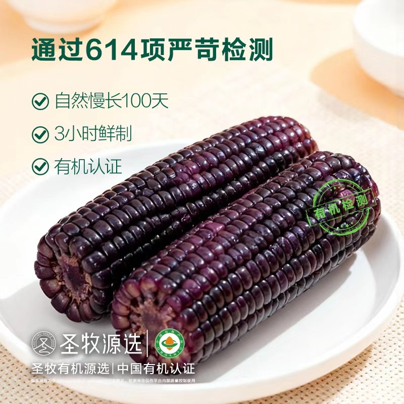 圣牧源选有机黑糯玉米1.76kg加热即食玉米东北真空包装玉米粘苞米