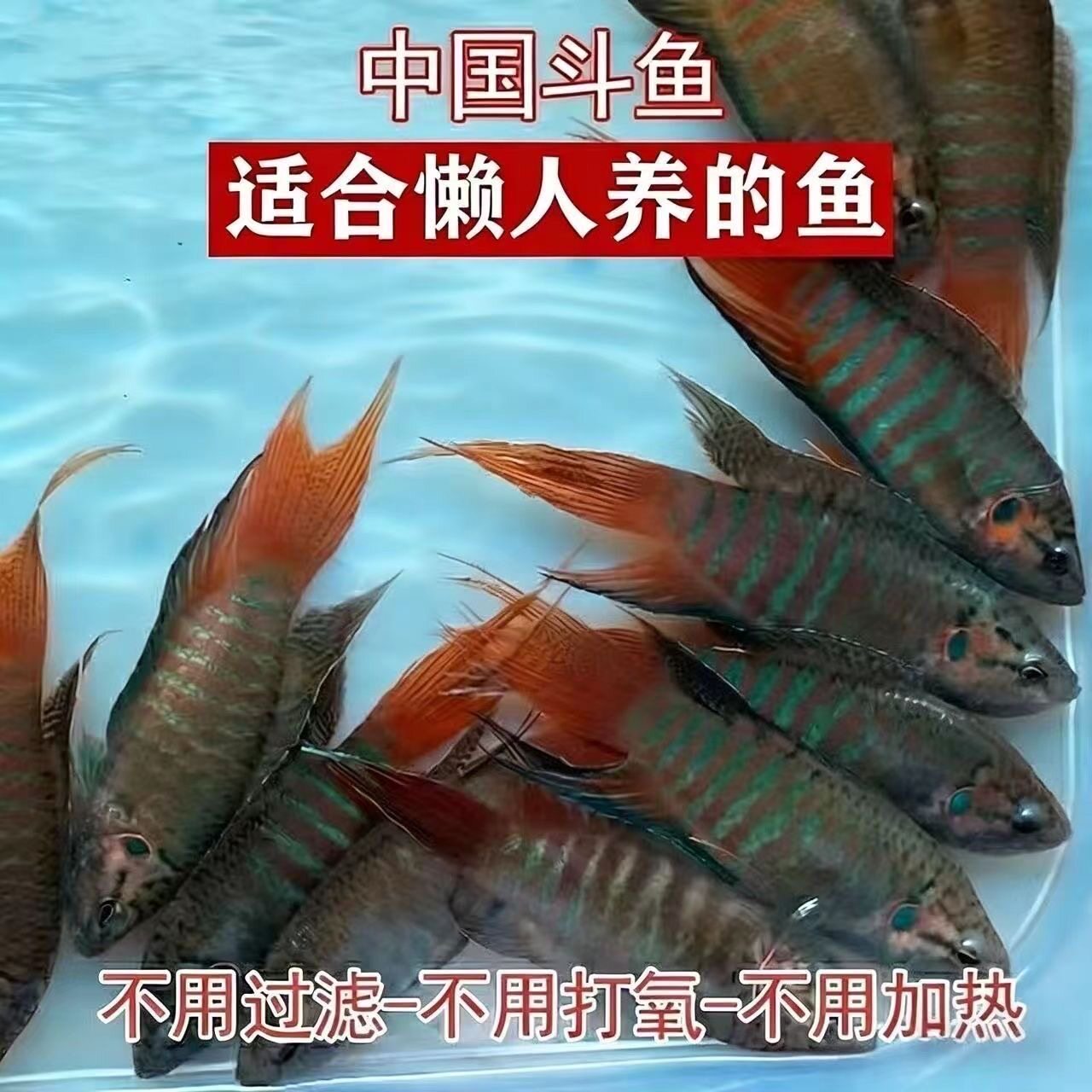 中国斗鱼活体活鱼冷水淡水观赏鱼好养耐养金鱼小型鱼普叉斗鱼