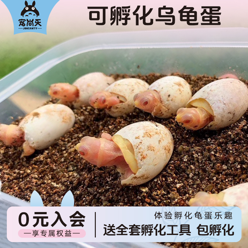 宠尚天可孵化套餐乌龟蛋