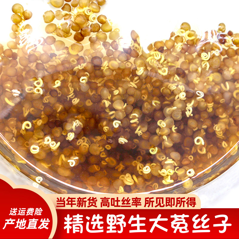 深山纯野生菟丝子中药材干正品四川大菟丝子500g当年新货产地直发