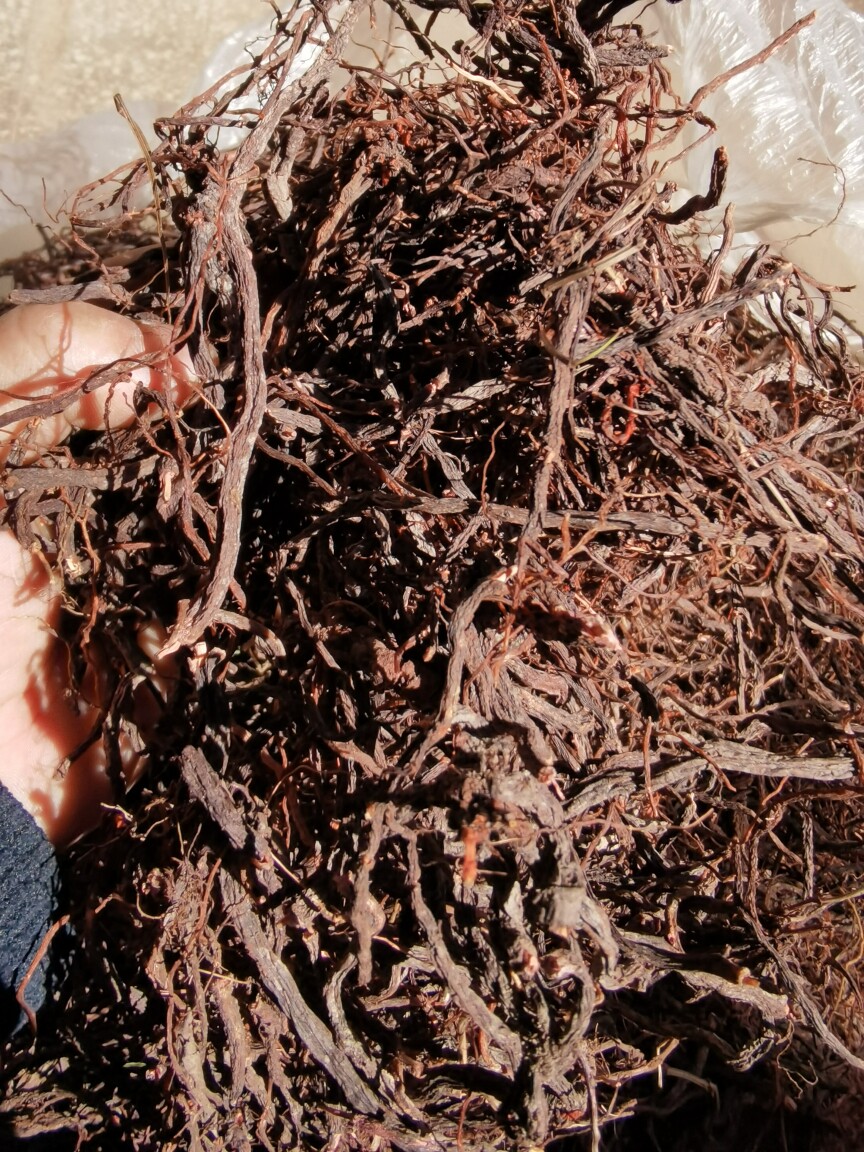 云南野生中药材小红参 滇紫参 小红药 小舒筋 正品包邮