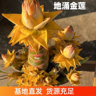 云南地涌金莲绿植千瓣莲花养不死大型盆栽地莲花懒人花苗产地直发