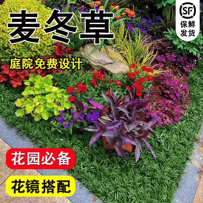 日本矮麦冬草苗耐寒别墅庭院绿化草坪地被花镜植物金边细叶玉龙草