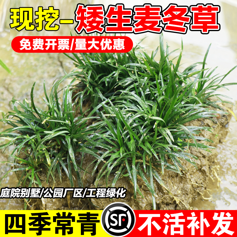 日本矮麦冬草苗玉龙草苗庭院草坪绿化地被植物细叶耐寒小麦冬草苗