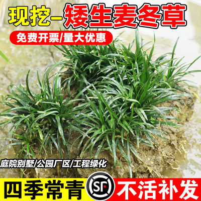 日本矮麦冬草苗玉龙草苗庭院草坪绿化地被植物细叶耐寒小麦冬草苗