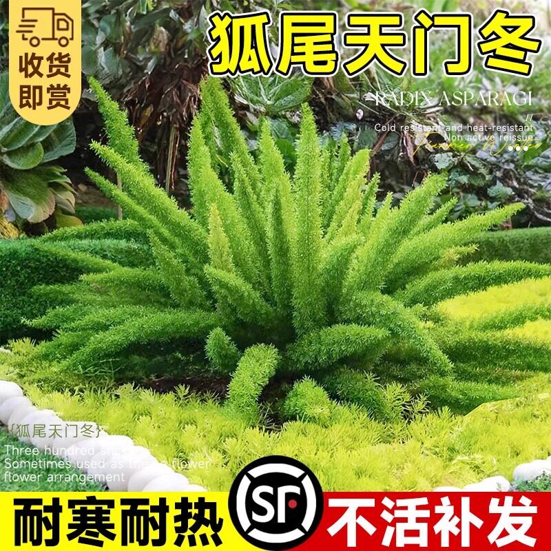 狐尾天门冬盆栽苗阳台庭院花园别墅地栽花镜绿植四季常青耐寒好养