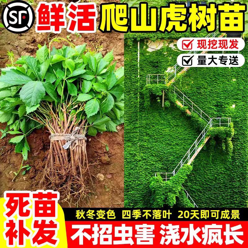 爬山虎爬藤四季常青不落叶藤蔓植物庭院五叶三叶爬墙虎树苗种籽子