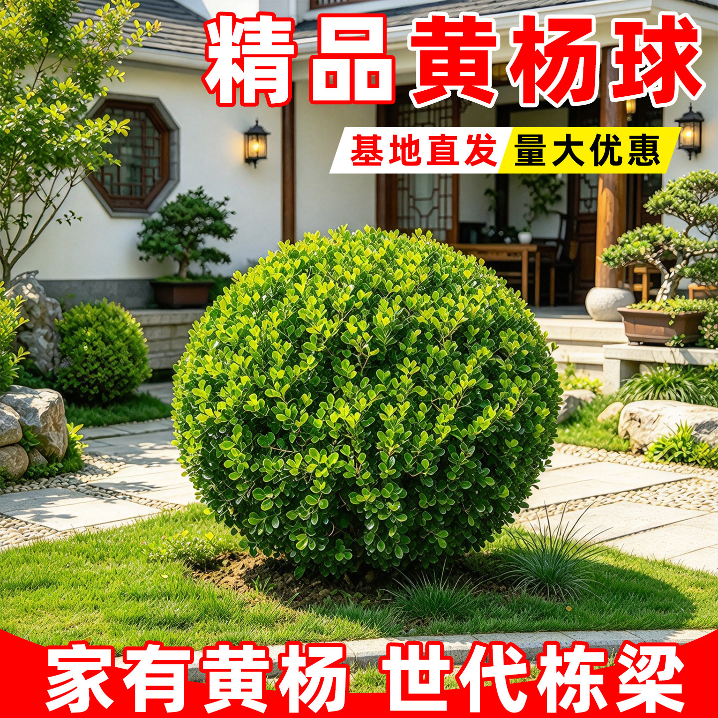 小叶黄杨球四季常青南北方耐寒耐旱景观园林厂区工程绿化球形苗木