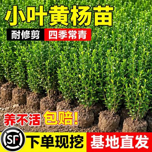 小二推荐（黄杨基地现挖现发）