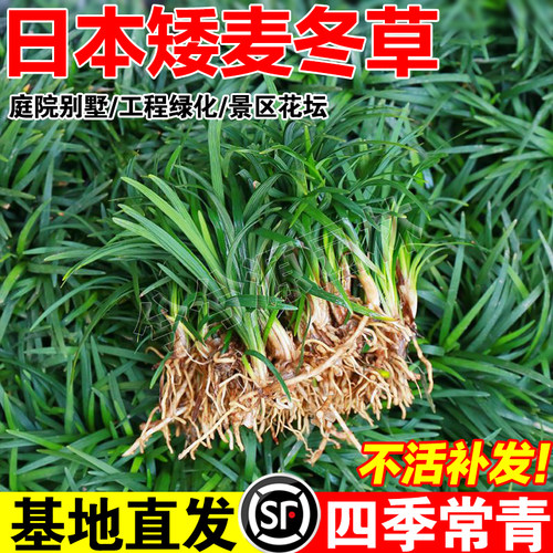 日本矮麦冬草苗玉龙草耐寒耐旱四季常青细叶中叶庭院草坪绿化植物