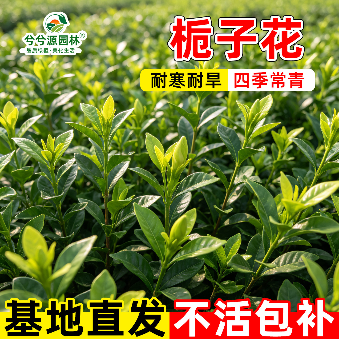 栀子花红花继木瓜子黄杨红叶石楠小苗毛杜鹃苗灌木色块绿化工程苗
