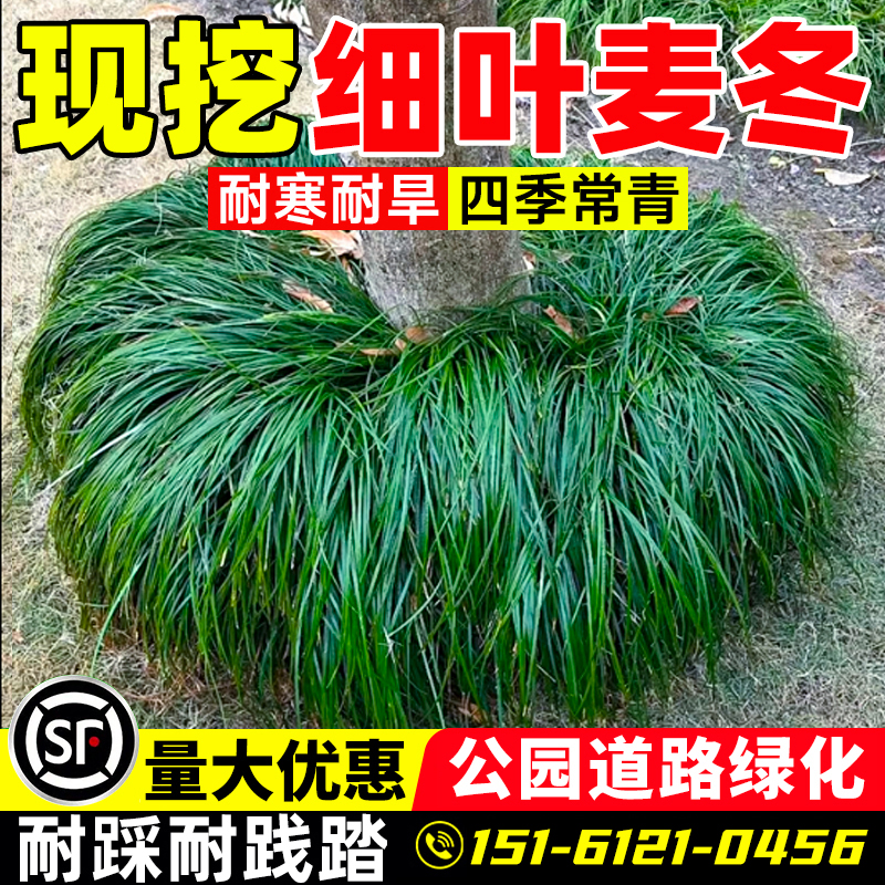 （小二推荐）麦冬草基地下单现挖