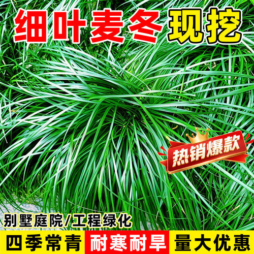 （小二推荐）麦冬草基地下单现挖