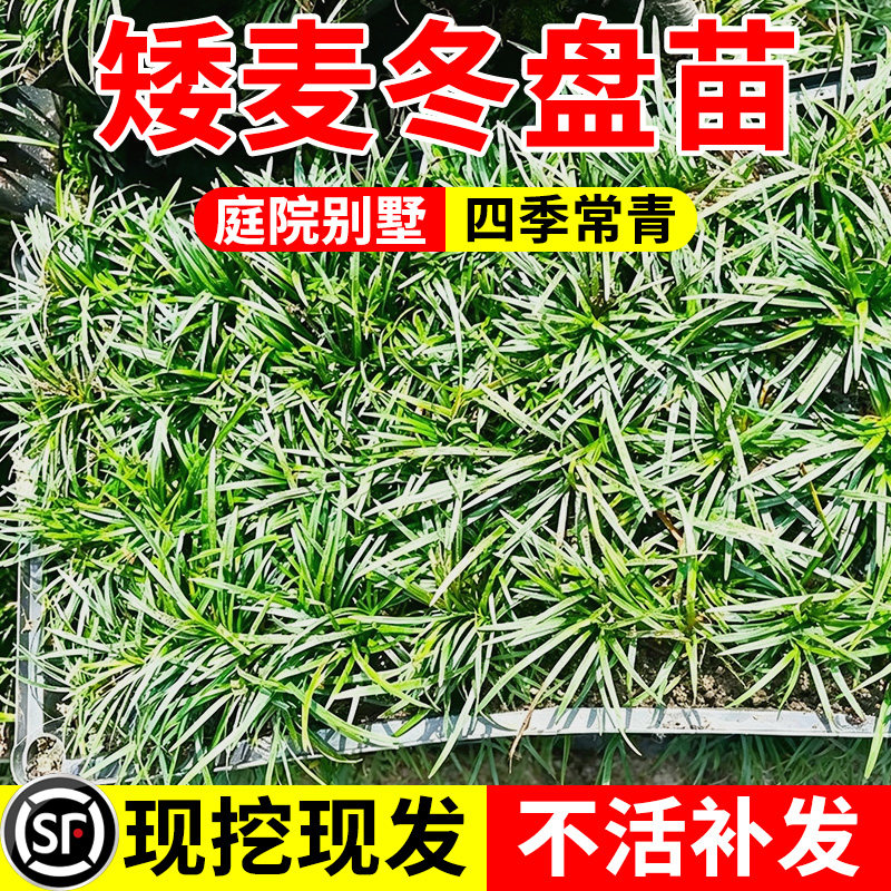 小二推荐（矮麦冬盘苗现挖现发）图片