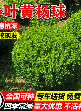 小叶黄杨球瓜子黄杨树苗常青别墅地栽庭院花坛耐寒绿化植物篱笆墙