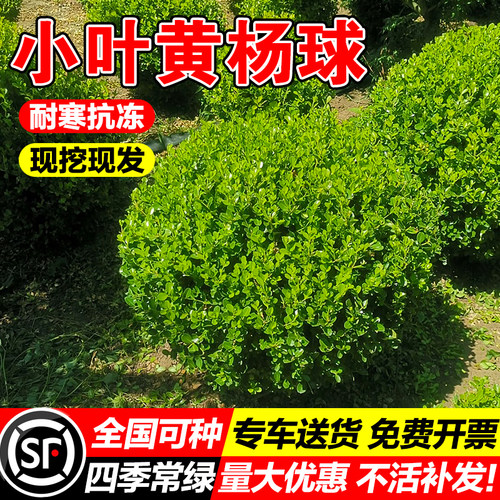 （小二推荐）小叶黄杨基地现挖苗