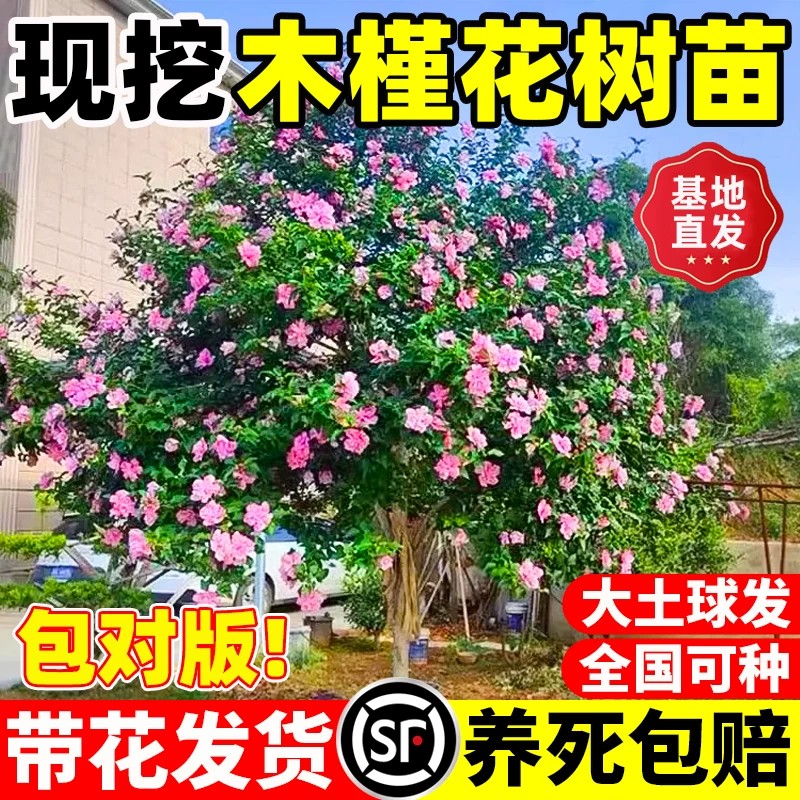 木槿花树苗可食用棒棒糖木槿花重瓣大苗阳台庭院盆栽四季开花耐寒