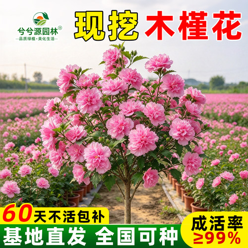 小二推荐（木槿花树苗现挖现发）