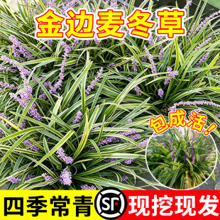 金边麦冬草苗耐阴耐寒工程绿化植物四季常青庭院阔叶草地栽盆栽苗