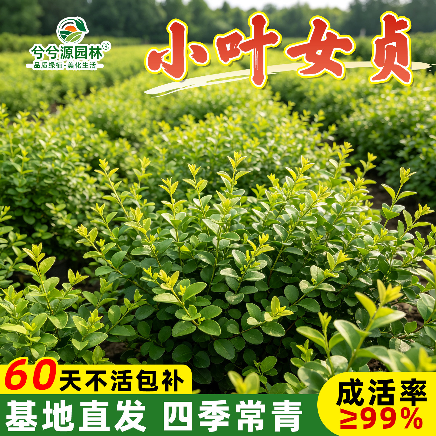 小二推荐（女贞基地现挖现发）