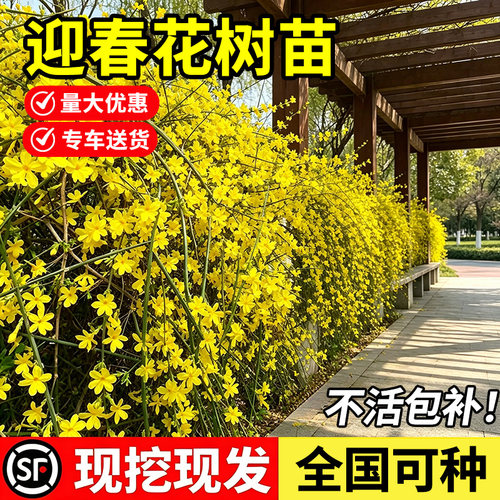 小二推荐（迎春花树苗基地直销）