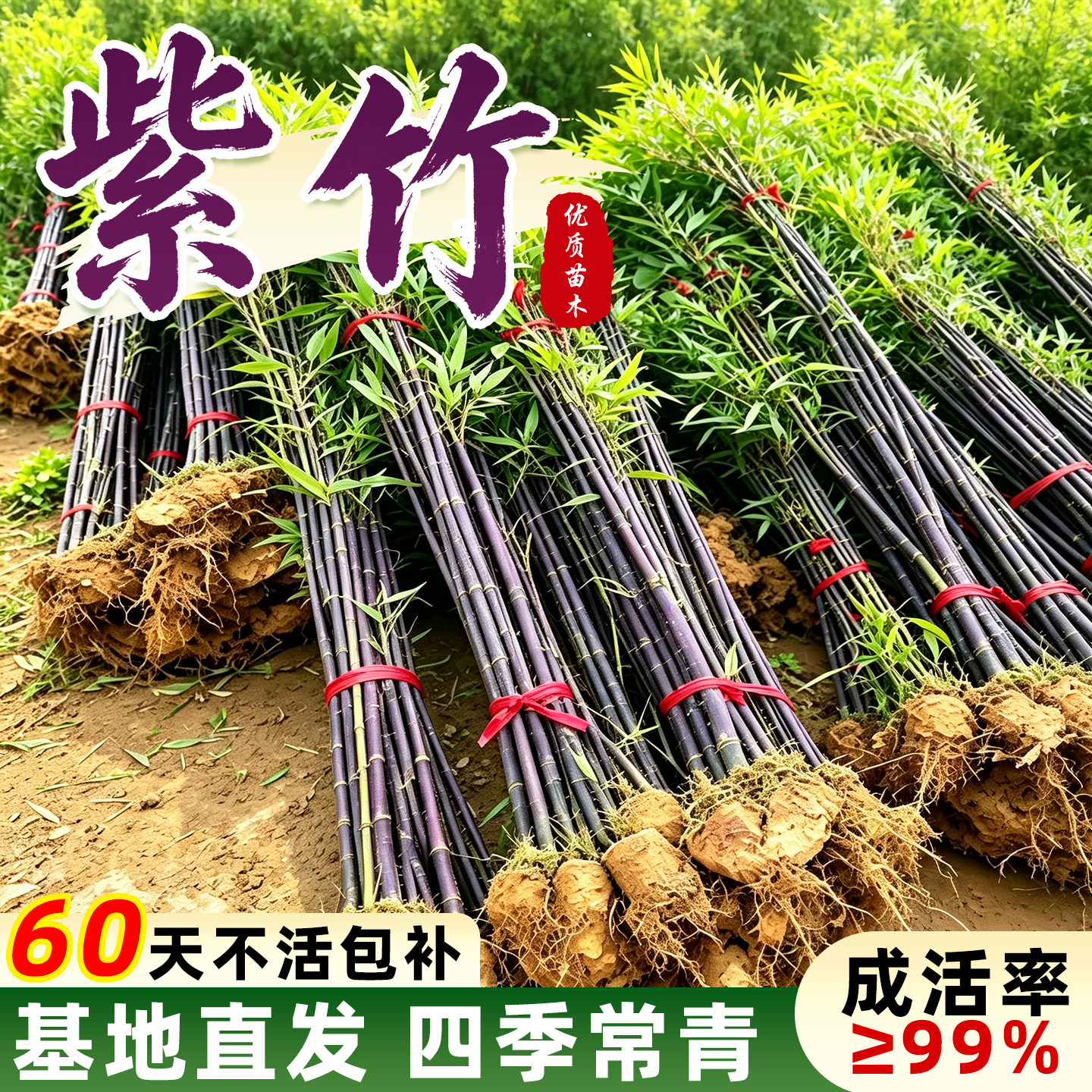 紫竹苗带土庭院观赏耐寒耐旱四季常青绿植盆栽地栽景观名贵竹子苗