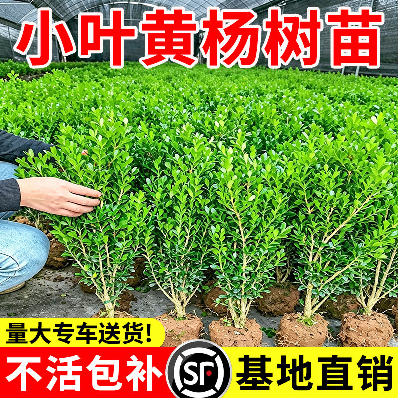 小二推荐（小叶黄杨现挖现发）