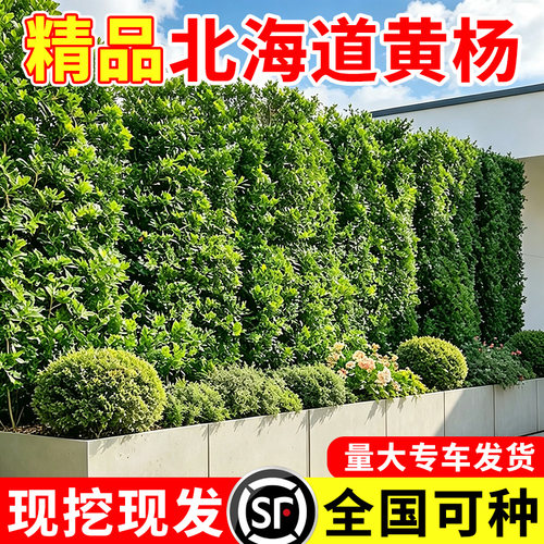 北海道黄杨常青树苗大叶黄杨篱笆墙庭院围墙植物冬青树苗耐寒绿篱