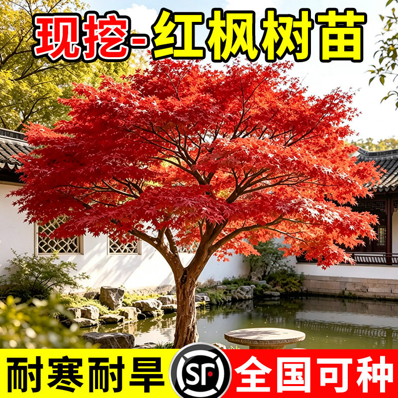 （小二推荐）红枫树苗基地直发图片