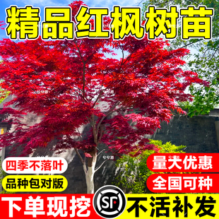 正宗红枫树苗庭院别墅绿化植物日本红舞姬老桩盆景室外四季盆栽