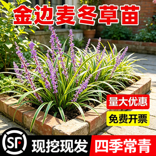 金边麦冬草苗阔叶草苗庭院绿化四季常青耐寒耐阴植物矮麦花镜植物