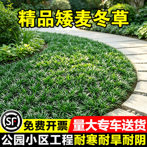 小二推荐（矮麦冬现挖现发）