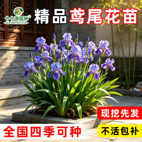 小二推荐（鸢尾花苗基地直发）