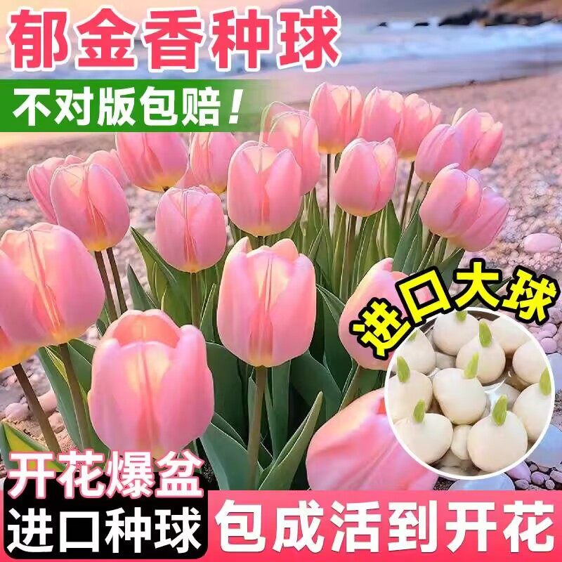 郁金香种球地栽土培水培植物100个批发庭院进口荷兰五5度球鲜花卉
