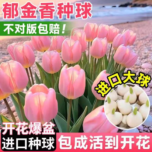 小二推荐（郁金香水培植物）
