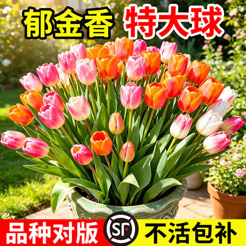小二推荐（水培郁金香种球盆栽）