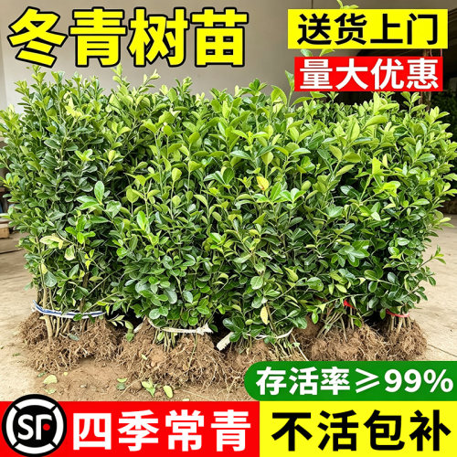 冬青树苗四季常青丛生北海道黄杨直立篱笆墙庭院围墙植物耐寒绿篱
