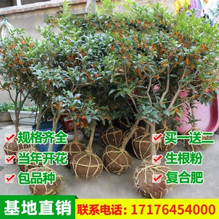 嫁接桂花树苗花卉盆栽植物庭院室内观带花原生四季 桂金桂浓香 四季