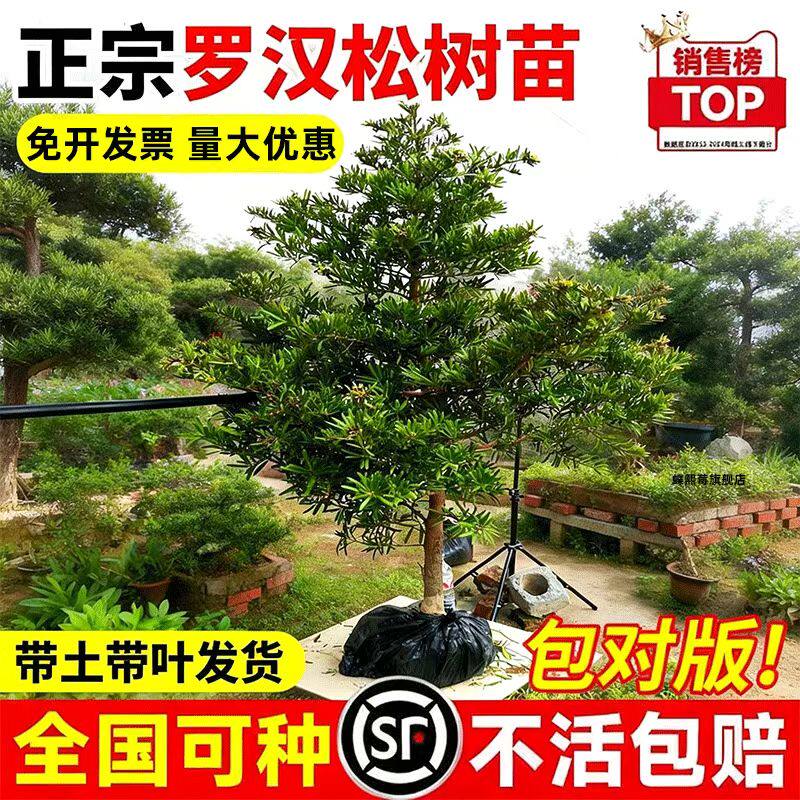 罗汉松树苗盆栽小苗小型雀舌金迎客松盆景老桩钻罗汉松庭院造型树